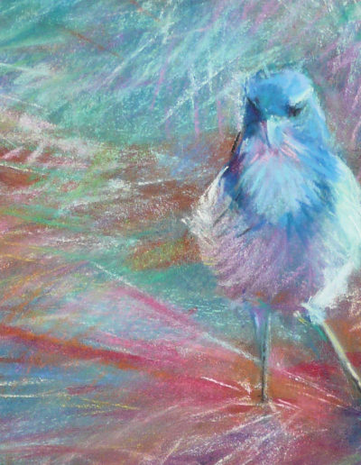 Scrub Jay pastel painting